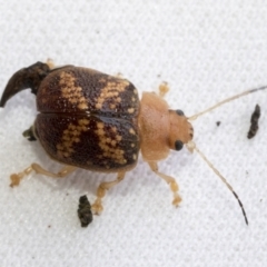 Paropsis aspera at Higgins, ACT - 13 Jan 2023