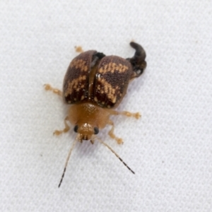 Paropsis aspera at Higgins, ACT - 13 Jan 2023