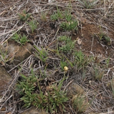 Rutidosis leiolepis (Monaro Golden Daisy) at Cooma, NSW - 21 Nov 2018 by AndyRoo