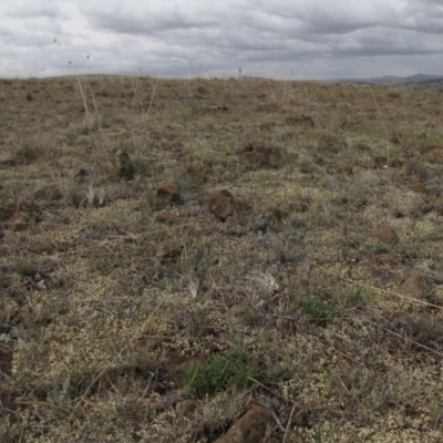 Rutidosis leiolepis (Monaro Golden Daisy) at Cooma Grasslands Reserves - 20 Nov 2018 by AndyRoo