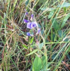 Glycine tabacina (Variable Glycine) at Molonglo Valley, ACT - 16 Jan 2023 by sangio7