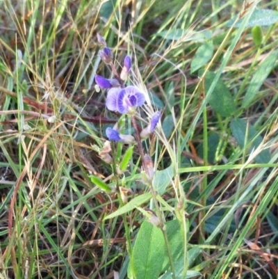 Glycine tabacina (Variable Glycine) at The Pinnacle - 16 Jan 2023 by sangio7