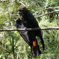 Calyptorhynchus lathami (Glossy Black-Cockatoo) at Huskisson, NSW - 16 Jan 2023 by RobG1