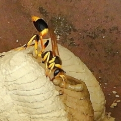 Sceliphron laetum (Common mud dauber wasp) at Crooked Corner, NSW - 15 Jan 2023 by Milly