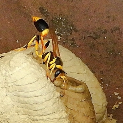 Sceliphron laetum (Common mud dauber wasp) at Crooked Corner, NSW - 15 Jan 2023 by Milly