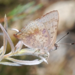 Paralucia aurifera (Bright Copper) at Wee Jasper, NSW - 17 Jan 2023 by Harrisi