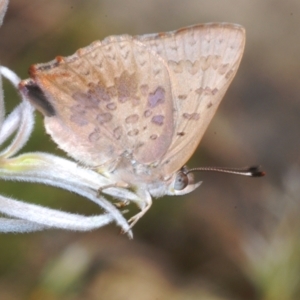 Paralucia aurifera at Wee Jasper, NSW - 17 Jan 2023 11:22 AM