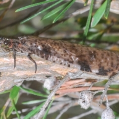 Archichauliodes sp. (genus) (Fishfly) at Wee Jasper, NSW - 17 Jan 2023 by Harrisi