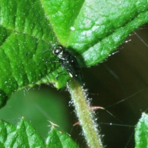 Aaaaba fossicollis at Wee Jasper, NSW - 17 Jan 2023