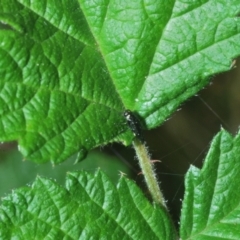 Aaaaba fossicollis at Wee Jasper, NSW - 17 Jan 2023