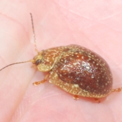 Paropsis variolosa (Variolosa leaf beetle) at Wee Jasper, NSW - 17 Jan 2023 by Harrisi