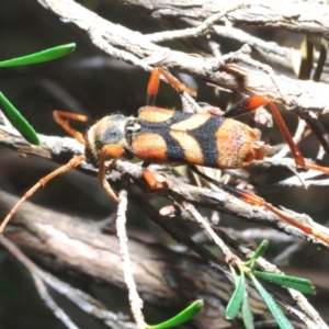 Aridaeus thoracicus at Wee Jasper, NSW - 17 Jan 2023 10:41 AM