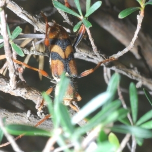 Aridaeus thoracicus at Wee Jasper, NSW - 17 Jan 2023 10:41 AM