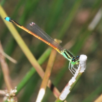 Ischnura aurora (Aurora Bluetail) at Wee Jasper, NSW - 17 Jan 2023 by Harrisi