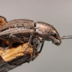 Naupactus leucoloma at Wellington Point, QLD - 17 Jan 2023 by TimL