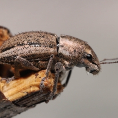 Naupactus leucoloma (White-fringed weevil) at Wellington Point, QLD - 17 Jan 2023 by TimL