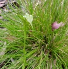 Pterostylis falcata (Sickle Greenhood) at Namadgi National Park - 18 Jan 2023 by BethanyDunne