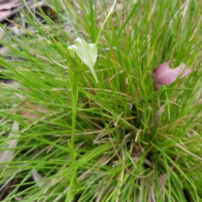 Pterostylis falcata (Sickle Greenhood) at Mount Clear, ACT - 18 Jan 2023 by BethanyDunne