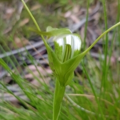 Pterostylis falcata at Mount Clear, ACT - suppressed