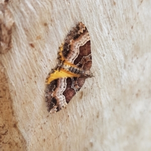 Chrysolarentia lucidulata at Mount Clear, ACT - 18 Jan 2023 12:34 PM