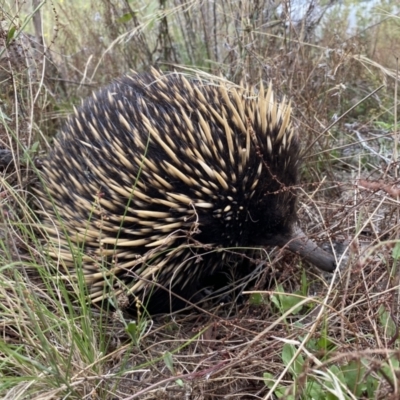 Tachyglossus aculeatus (Short-beaked Echidna) at Theodore, ACT - 18 Jan 2023 by Shazw