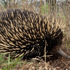 Tachyglossus aculeatus at Theodore, ACT - 19 Jan 2023 10:29 AM