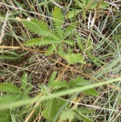 Potentilla recta (Sulphur Cinquefoil) at Taylor, ACT - 18 Jan 2023 by natureguy