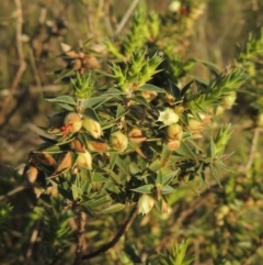 Melichrus urceolatus (Urn Heath) at Theodore, ACT - 15 Oct 2022 by MichaelBedingfield