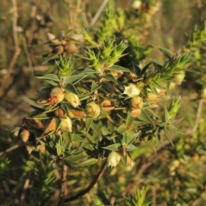 Melichrus urceolatus at Theodore, ACT - 15 Oct 2022