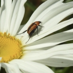 Phyllotocus ruficollis (Nectar scarab) at Burradoo, NSW - 9 Jan 2023 by GlossyGal