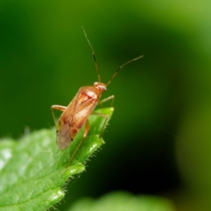 Miridae (family) at Downer, ACT - 18 Jan 2023