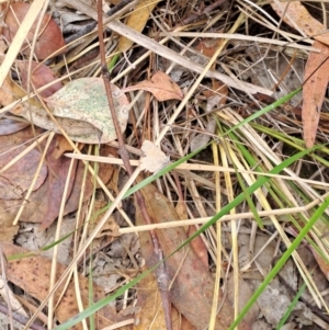 Paralucia pyrodiscus at Fadden, ACT - 19 Jan 2023