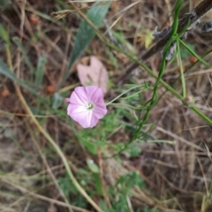 Convolvulus angustissimus subsp. angustissimus (Australian Bindweed) at Fadden, ACT - 15 Jan 2023 by LPadg