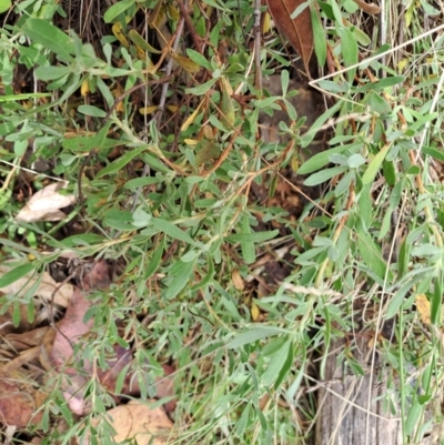 Hibbertia obtusifolia (Grey Guinea-flower) at Wanniassa Hill - 19 Jan 2023 by LoisElsiePadgham