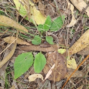 Cymbonotus sp. (preissianus or lawsonianus) at Macarthur, ACT - 19 Jan 2023