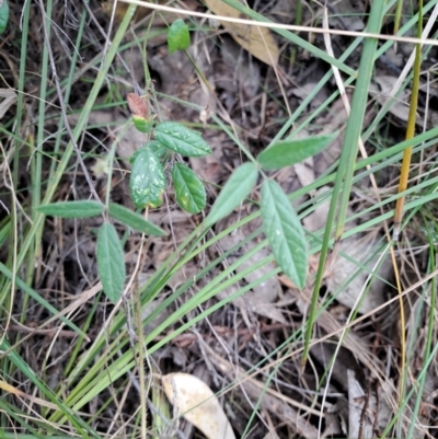 Grona varians (Slender Tick-Trefoil) at Macarthur, ACT - 19 Jan 2023 by LPadg