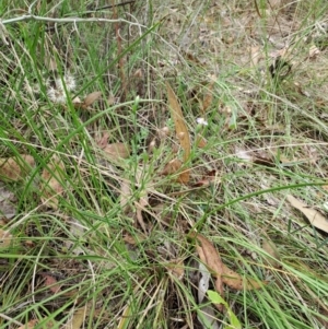 Vittadinia cuneata var. cuneata at Macarthur, ACT - 19 Jan 2023