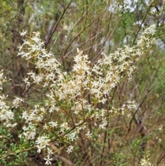 Bursaria spinosa (Native Blackthorn, Sweet Bursaria) at Wanniassa Hill - 19 Jan 2023 by LoisElsiePadgham