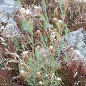 Tragopogon sp. at Fadden, ACT - 19 Jan 2023