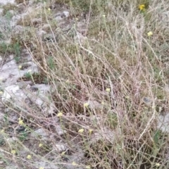 Hirschfeldia incana (Buchan Weed) at Fadden, ACT - 19 Jan 2023 by KumikoCallaway