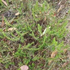 Melichrus urceolatus (Urn Heath) at Wanniassa Hill - 19 Jan 2023 by LoisElsiePadgham