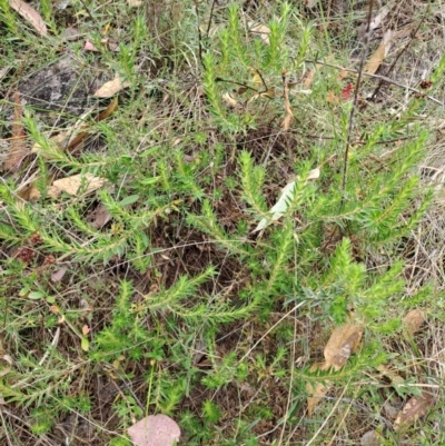 Melichrus urceolatus (Urn Heath) at Wanniassa Hill - 19 Jan 2023 by LoisElsiePadgham