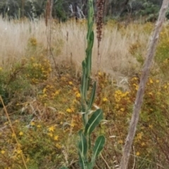 Lactuca serriola (Prickly Lettuce) at Fadden, ACT - 19 Jan 2023 by KumikoCallaway