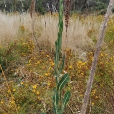 Lactuca serriola (Prickly Lettuce) at Fadden, ACT - 19 Jan 2023 by KumikoCallaway