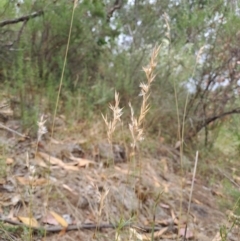 Rytidosperma sp. (Wallaby Grass) at Macarthur, ACT - 19 Jan 2023 by LPadg