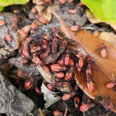 Oncopeltus (Oncopeltus) sordidus (Milk vine bug) at Cook, ACT - 19 Jan 2023 by NathanaelC