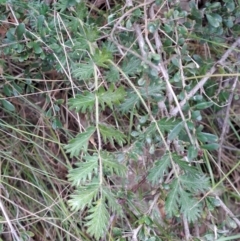 Acaena x ovina (Sheep's Burr) at Wanniassa Hill - 19 Jan 2023 by LoisElsiePadgham