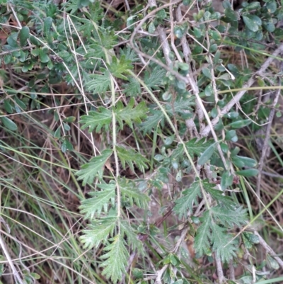 Acaena x ovina (Sheep's Burr) at Macarthur, ACT - 19 Jan 2023 by LoisElsiePadgham