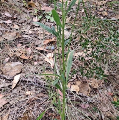 Cynoglossum australe (Australian Forget-me-not) at Macarthur, ACT - 19 Jan 2023 by LPadg