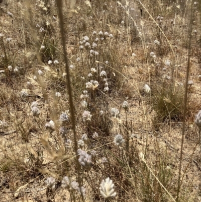 Ptilotus erubescens (Hairy Tails) at Fentons Creek, VIC - 10 Jan 2023 by KL